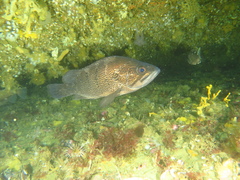 Acanthistius patachonicus