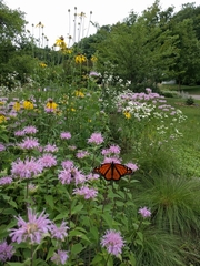 Danaus plexippus