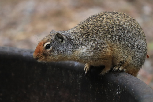 Columbian Ground Squirrel