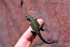 Sceloporus taeniocnemis