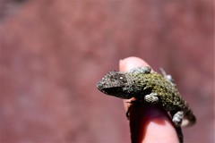 Sceloporus taeniocnemis