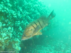 Acanthistius patachonicus