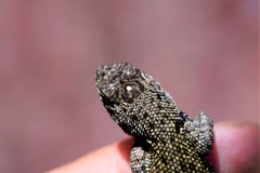 Sceloporus taeniocnemis