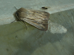 Mythimna riparia