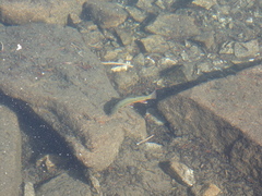 Salvelinus fontinalis