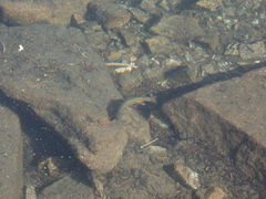 Salvelinus fontinalis