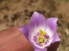Eustoma exaltatum