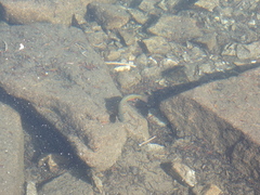 Salvelinus fontinalis