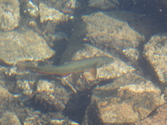Salvelinus fontinalis