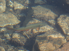 Salvelinus fontinalis