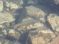 Salvelinus fontinalis