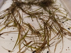 Potamogeton friesii