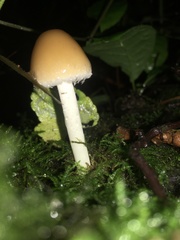 Candolleomyces candolleanus