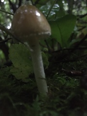 Candolleomyces candolleanus