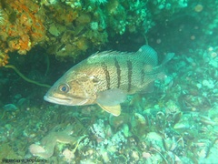 Acanthistius patachonicus