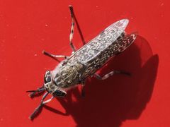 Haematopota pluvialis