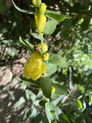 Aureolaria grandiflora