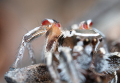 Habronattus formosus
