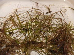 Potamogeton friesii