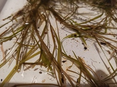Potamogeton friesii