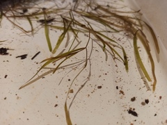 Potamogeton friesii