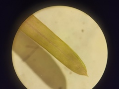 Potamogeton friesii