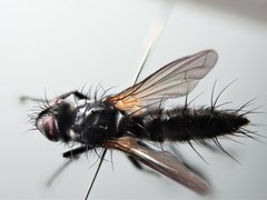Phyllomya volvulus