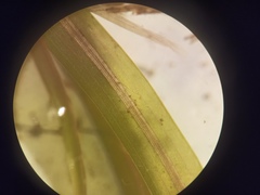 Potamogeton friesii