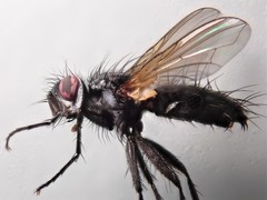 Phyllomya volvulus