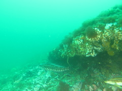 Pinguipes brasilianus