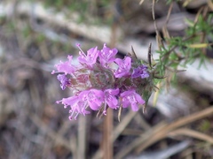 Thymus villosus