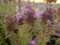Thymus villosus