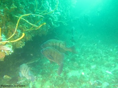 Acanthistius patachonicus