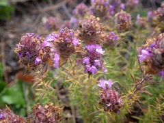 Thymus villosus