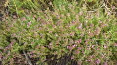 Thymus villosus