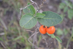 Solanum stuckertii