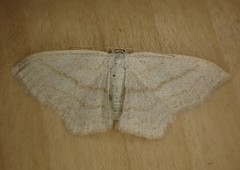 Scopula junctaria