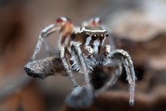 Habronattus formosus