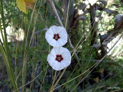 Convolvulus laciniatus