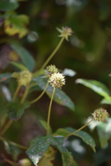 Lippia myriocephala