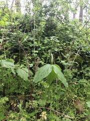 Trillium viridescens