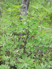 Ilex mucronata image