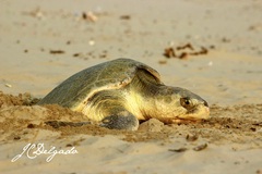Lepidochelys kempii