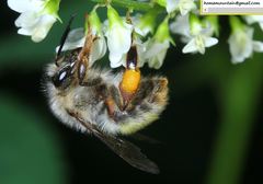 Bombus picipes