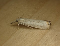 Agriphila plumbifimbriellus