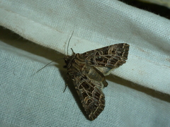 Sideridis reticulata