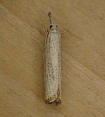Agriphila plumbifimbriellus