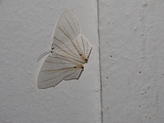 Dissoprumna erycinaria