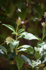 Lippia myriocephala