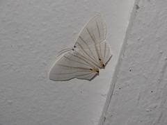 Dissoprumna erycinaria